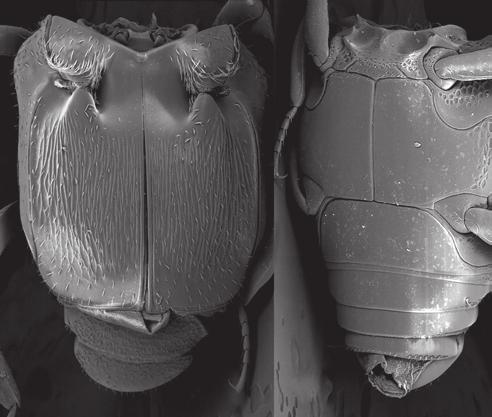 Chlamydopsinae (Insecta, Coleoptera, Histeridae) from Vanuatu A B C D E F FIG. 3. Chlamydopsis caterinoi n. sp.
