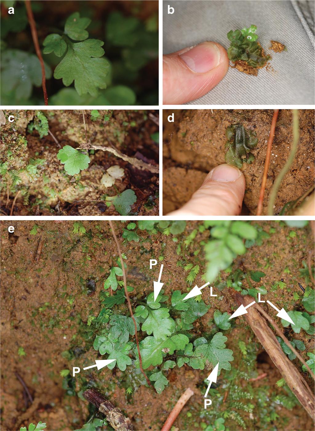 [VOL BRITTONIA FIG. 1. Gametophytes and young sporophytes of Pteris livida and P. podophylla at type locality of P. caridadiae. A. Young sporophyte of P. podophylla. B. Gametophyte of P. livida. C.