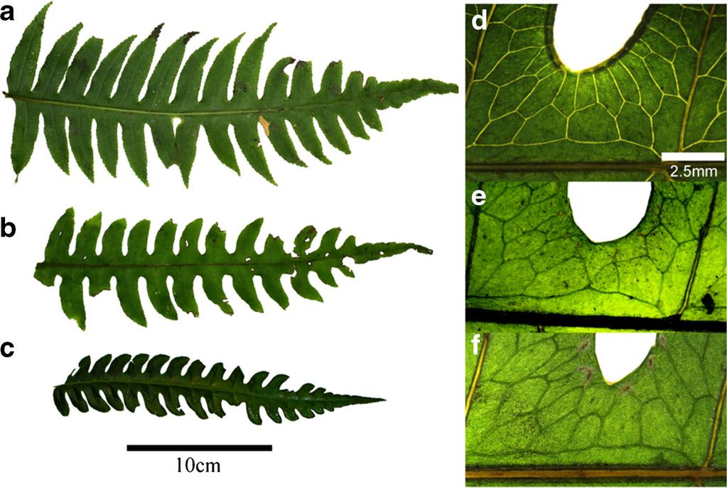 of Pteris. A, D. P. livida. B, E. P. caridadiae. C, E. P. podophylla FIG. 4.