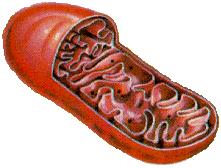 11. Mitochondria Powerhouse of the cell.