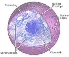 2. Cell Wall (found only in plant cells) It is a nonliving supportive structure found outside the cell membrane. Composed of cellulose.