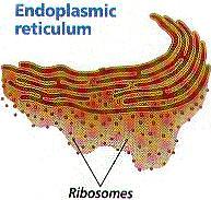 7. Endoplasmic reticulum System of fluid-filled canals Associated with synthesis, storage, and transport of materials within the cell.