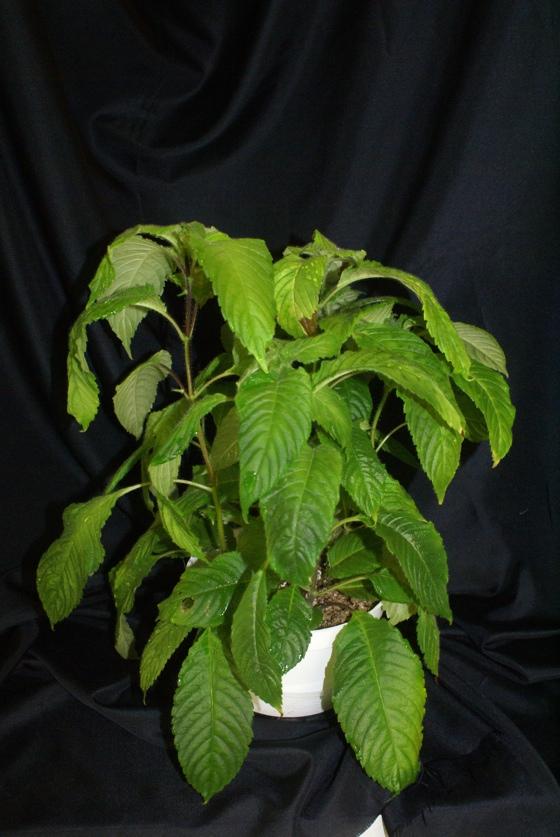 This plant has medium to dark green bullate leaves and