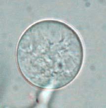 8 µm (K) 22.4 µm (L) 24.0 µm.