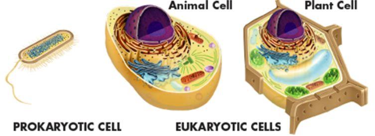 Prokaryotic Vs. Eukaryotic Cells Cells come in an amazing variety of shapes and sizes.