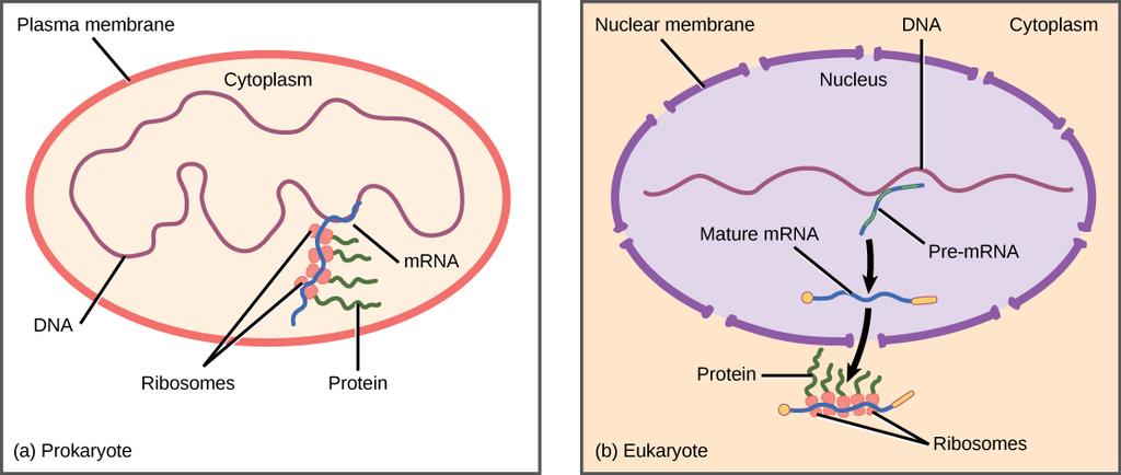 From Transcription to Translation in Prokaryotic and Eukaryotic Cells In eukaryotic cells In pre-mrna needs to excise of