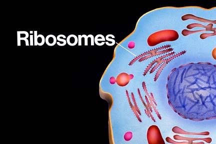 Ribosomes Dr.