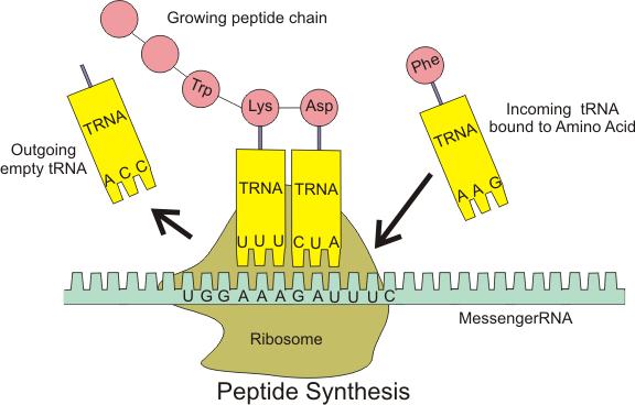 Ribosomes, mrna, trna and Translation The cell must have sufficient number of types of trna molecules