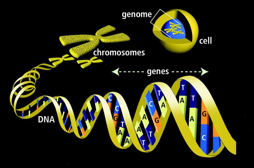 The genetic material inside a cell, encoded in its DNA, governs the response of a cell to various conditions.