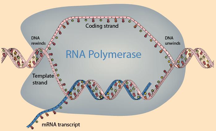 The Transcription Process RNA Polymerase enzyme first binds to the promoter part of