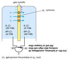 electrical energy is balanced by the energy of the conc gradient zf