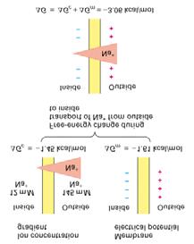 15-9. Forces acting on Na in animal cells Na will diffuse down conc and electrical gradient into the cell. -------- The driving force for diffusion of an ion is dependent on the conc.