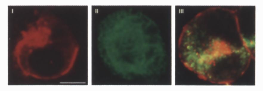 Expression and Subcellular Localization of SHH and Its Cleavage Products in Mammalian Cells (A) Detection of SHH amino-terminal cleavage product in stage 10 chick notochord.