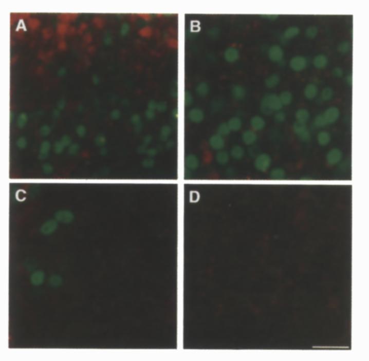 coil (A) Induction of HF-3J~ + (red) and Isl + (green) cells in neural plate explants exposed for 24 hr to 7 x 10-9 M SHH-. The section is obtained through the equator of the explant.