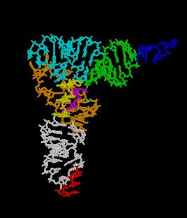 Chapter 2 sequence in the mrna. Translation is the process of converting the ribosomes and trna into protein. Fig.2.8 trna secondary structure [Wiki/RNA] c) rrna Finally, Ribosomal RNA is a part of the ribosome which is involved in translation.