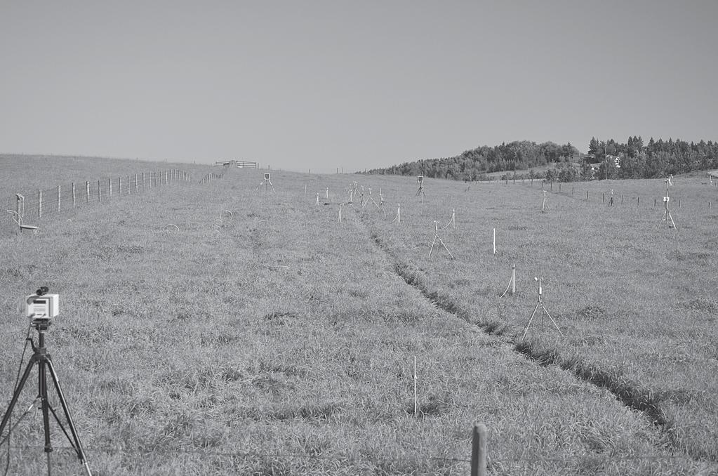 Figure 2.1: A view of plot 22 looking towards the north from the southern boundary fence.