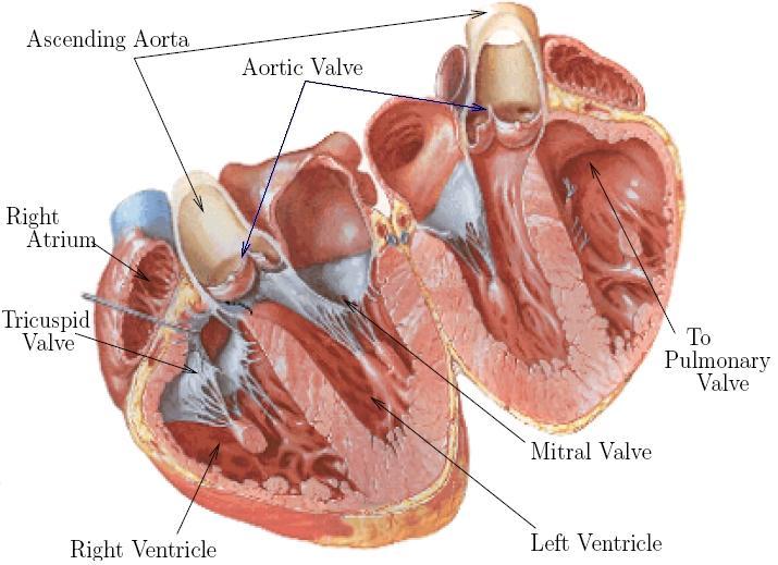 1 Introduction 1.1 Motivation Figure 1.1: Diagram showing the valves and chambers of the heart, and the location of the ascending aorta (modified from [1]) istics of the aortic system.