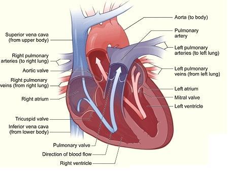 2 Literature Review 2.3 The circulatory system and the ascending aorta Figure 2.1: Circulation of blood through the heart and to the body (courtesy of [2]) 2.