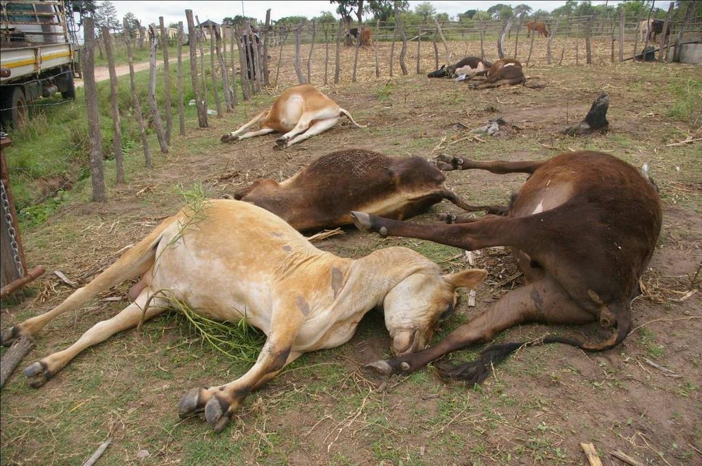 Dead cattle due