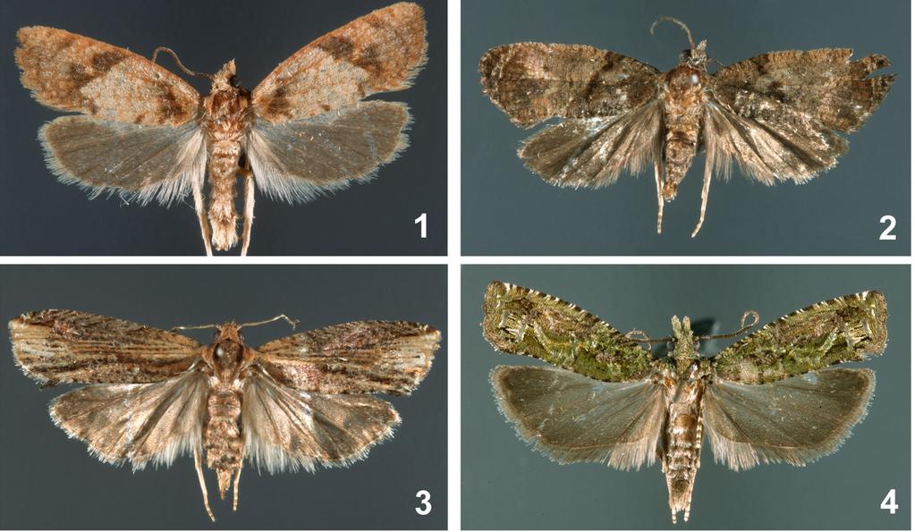 RAZOWSKI J, PELZ V.: One new genus and four new species of Tortricidae 17 Figs 1-4. Adults. 1 Clarkeulia medanosa sp.n., holotype; 2 Histura brunneotypa sp.