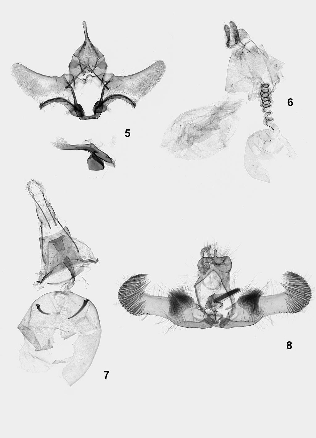 18 Polish Journal of Entomology 76 (1) Figs 5-8. Male and female genitalia. 5 Clarkeulia medanosa sp.n., holotype; 6 Histura brunneotypa sp.