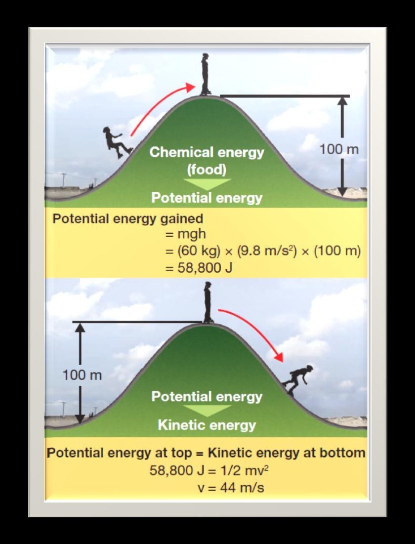 5.3 Energy Transformations Occur between different types of
