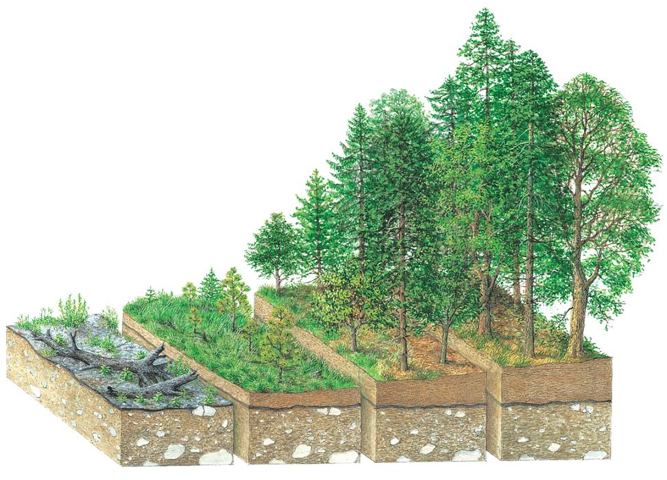 14.5 Ecological Succession Secondary Succession damaged communities can be regenerated because the soil still remains