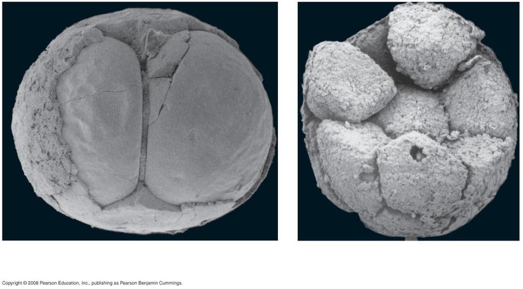 Proterozoic Fossils that may be animal embryos