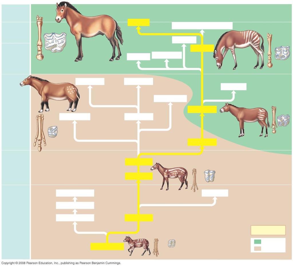 Horse Evolution Recent (11,500 ya) Pleistocene (1.8 mya) Pliocene (5.