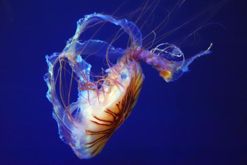 What is the function of tentacles in jellyfish and other cnidarians? To catch prey and bring prey to their mouths.