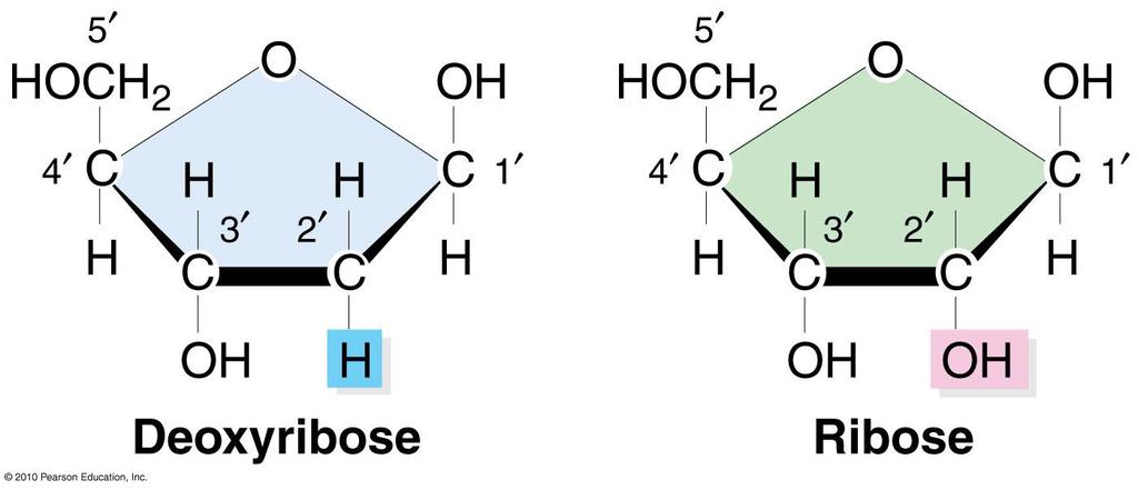The sugar can be either a Ribose (RNA) or a Deoxyribose (DNA) (see figure below for the difference in structure)and the bases can be guanine (G), cytosine (C), thymine (T), Adenine (A), or Uracil (U).