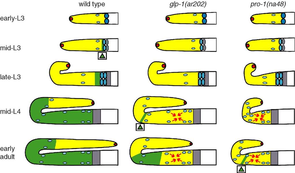 sufficient centrifugal migration in early larval stages could cause proximal tumor formation. This prediction is borne out in hlh-12(rnai) animals (R. Voutev and E. J. A. H.