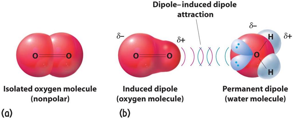 Intermolecular forces Van der Waals Forces: Debye forces The oxygen molecule is nonpolar.