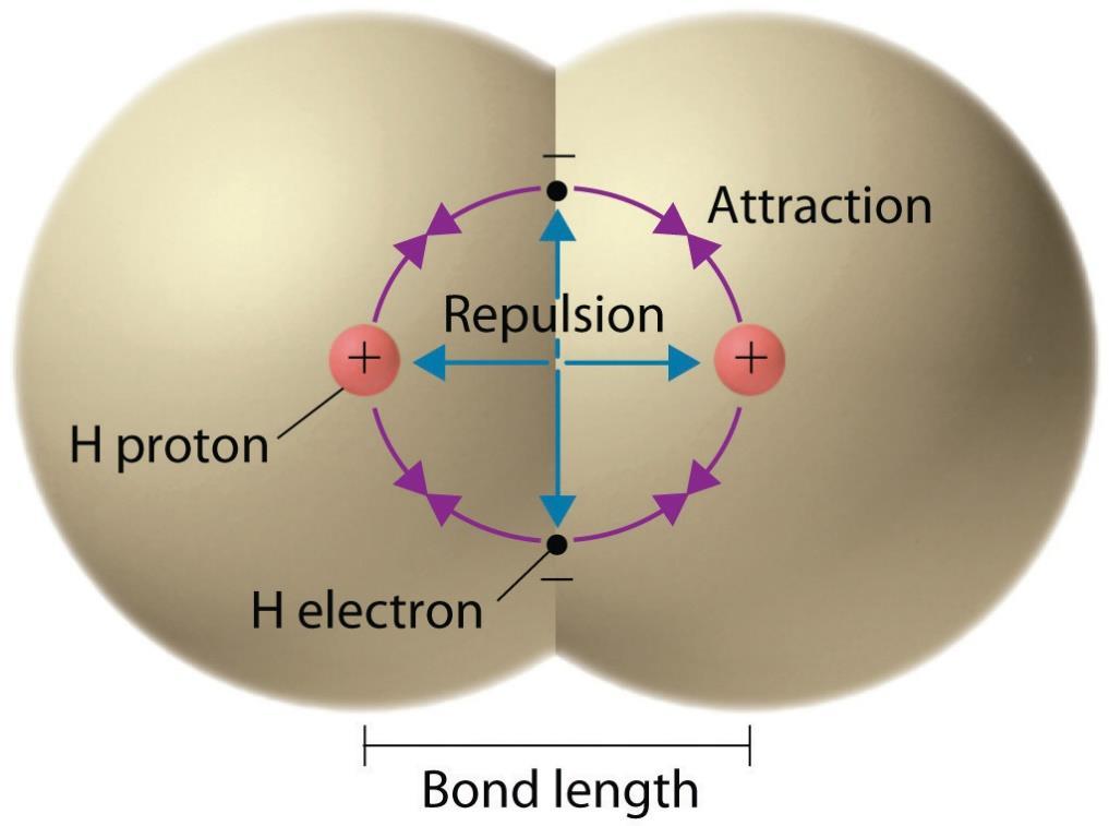 Repulsive and Attractive Forces When two atoms or molecules are brought closer together, the opposite charges and binding forces in the two molecules are closer together than the similar charges and