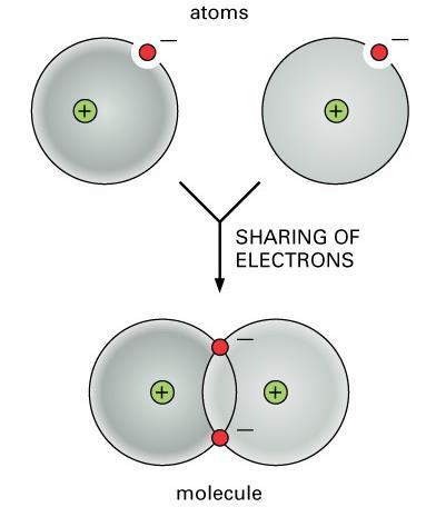 Covalent bonding: between atoms that share the outer shell of electrons.
