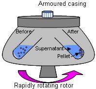 Centrifugatin Uses spinning and centrifugal frce t separate fluids,