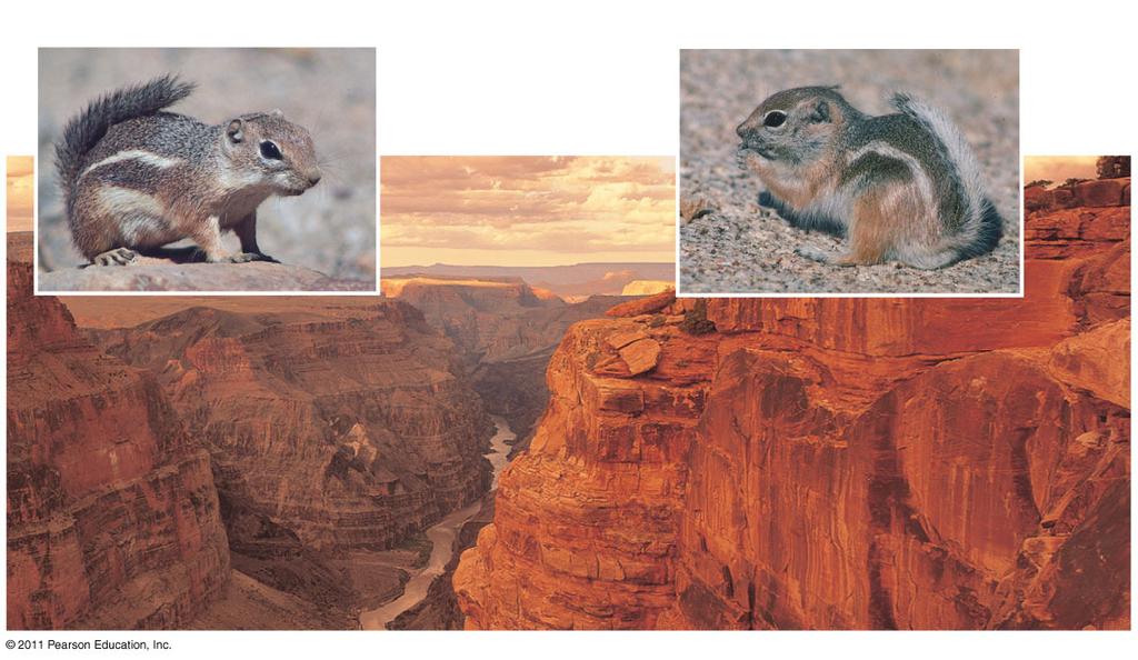 The Process of Allopatric Speciation The definition of barrier depends on the ability of a population to disperse For example, a canyon may create a barrier for small rodents, but not birds, coyotes,