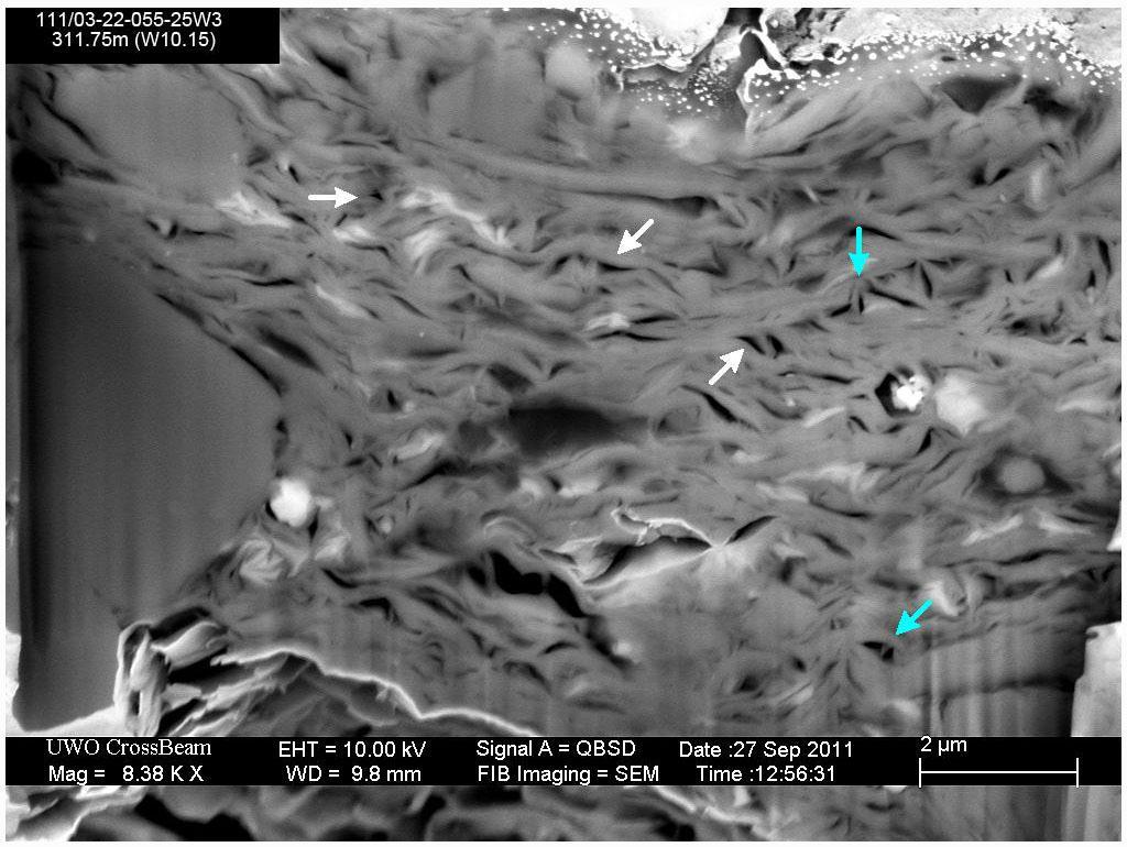 Figure 1. Backscatter electron (BSE) image illustrates profuse PF pore development in a Second White Specks Formation sample from 111/03-22-055-25W3 (311.75 mkb).