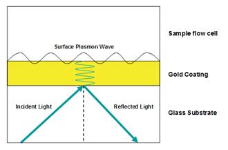 Biochemical Characterization : SPR The surface plasmon resonance (SPR) technique is used to quantify the amount of material on a surface.