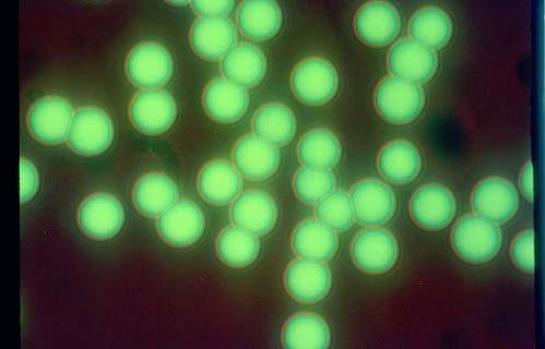 Exogenous Fluorophores : Micro/Nano Particles Fluorescent latex beads are plastic beads loaded