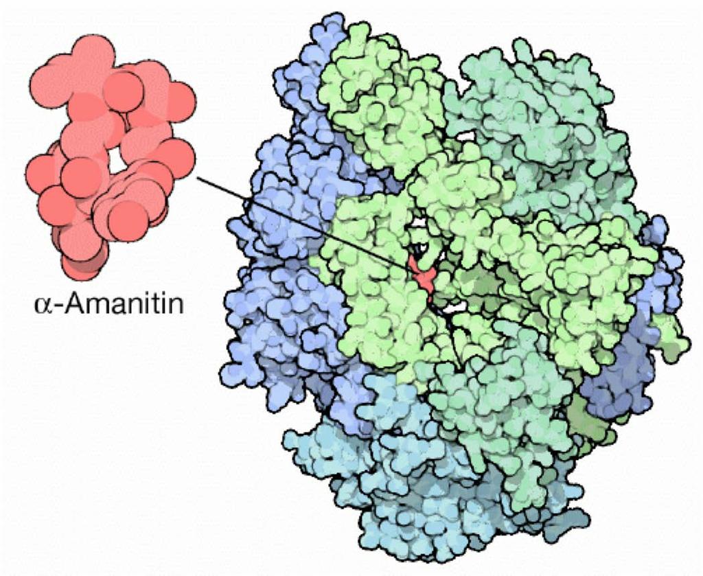 alpha-amanitin is a small polypeptide with 8 amino
