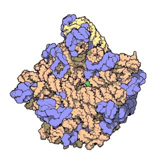 This is the large subunit 50S from Haloarcula marismortui: proteins in blue, and the two