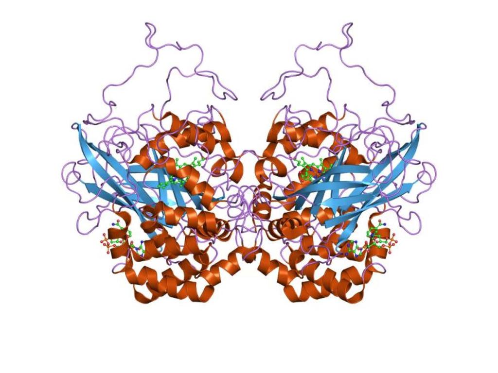 The structure of catalase in human red blood cells: a protein