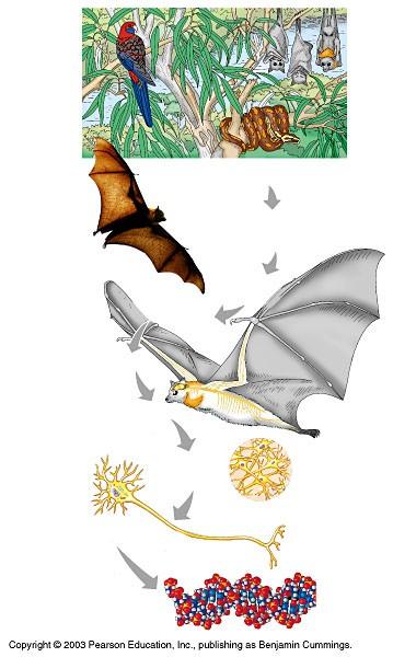 Organisms are made up of: organ systems organs tissues cells molecules ECOSYSTEM LEVEL Eucalyptus forest COMMUNITY LEVEL All organisms in eucalyptus forest POPULATION LEVEL Group of flying foxes