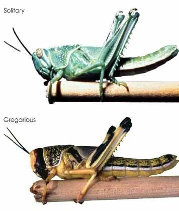 Swarming is a response to overcrowding Increased contact with other locusts causes increased serotonin