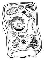 III. Cells 1. What is the structure and function of the following organelles? Nucleus Cell Organelle Found in?