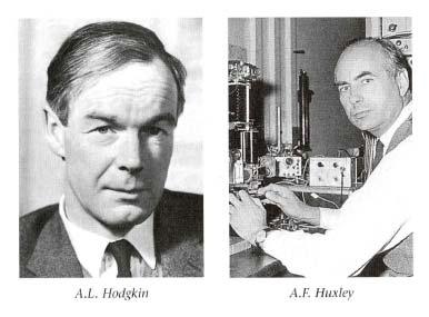 Hodgkin-Huxley Model developed in 1952 by Alan Lloyd Hodgkin and Andrew Huxley 1963