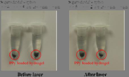 that PPy nanoparticles did not release out during laser irradiation process; (d) PPy nanoparticles loaded