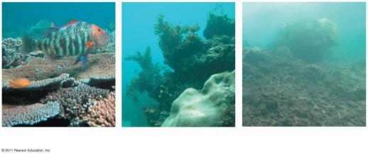 The Threat of Ocean Acidification to Coral Reef Ecosystems (a) (b)