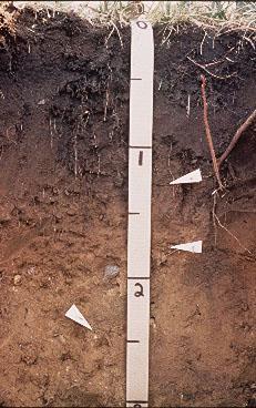 This soil has an A horizon 16 inches thick over a thin Bt horizon. The arrows mark the top and bottom of the Bt where clay has accumulated. Below the Bt is the C horizon.